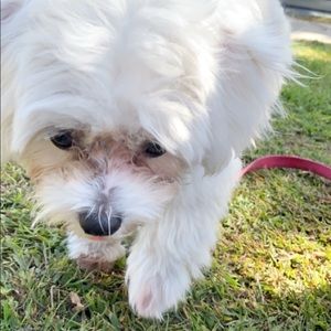 Meet your Posher, Josue